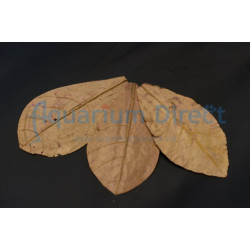 Indian Almand Leaves 20 pcs L -Catappa Grade A