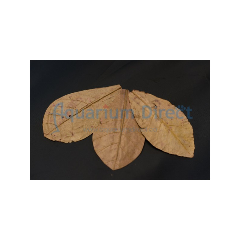 Indian Almand Leaves grade premium -100 pack